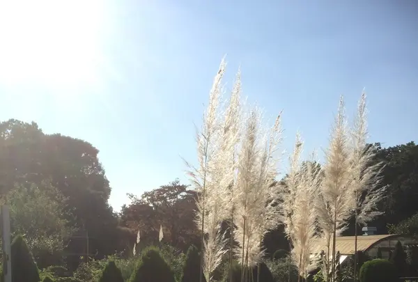 馬事公苑の写真・動画_image_98492