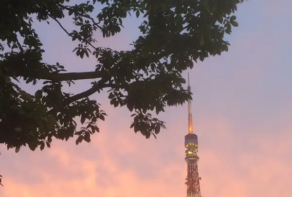 東京タワーの写真・動画_image_99193