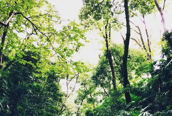 等々力渓谷の写真・動画_image_99398