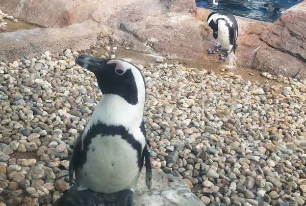 ペンギン