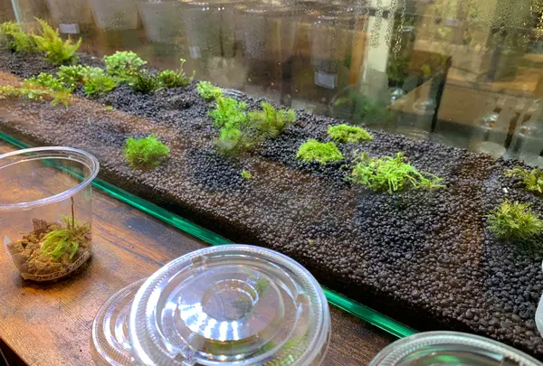 小さな緑のインテリア 苔屋の写真・動画_image_1000319