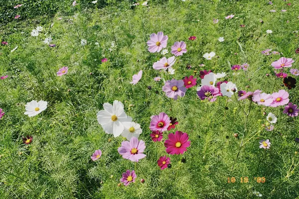 県営権現堂公園（幸手市権現堂堤）の写真・動画_image_1000673