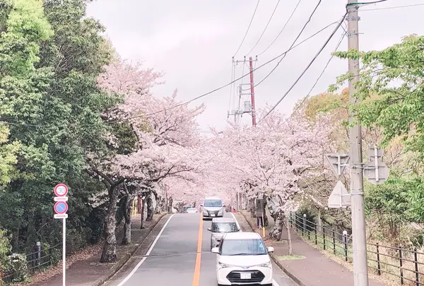 伊豆高原桜並木の写真・動画_image_1000683
