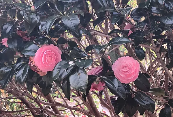 伊豆高原桜並木の写真・動画_image_1000687