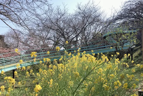 吾妻山公園の写真・動画_image_1000699