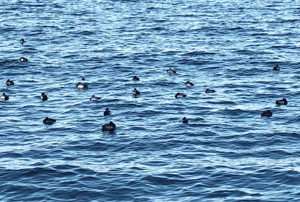 山下公園の写真・動画_image_1000766