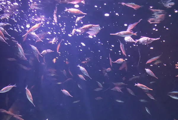 サンシャイン水族館の写真・動画_image_1000789