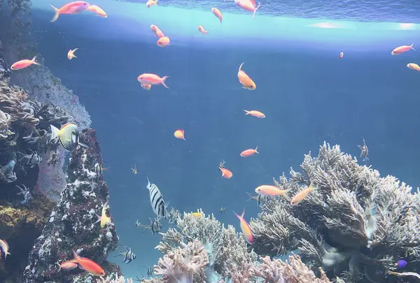 サンシャイン水族館の写真・動画_image_1000790