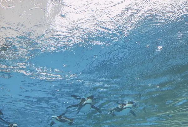 サンシャイン水族館の写真・動画_image_1000791