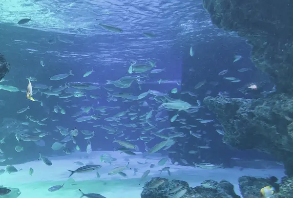 サンシャイン水族館の写真・動画_image_1000792