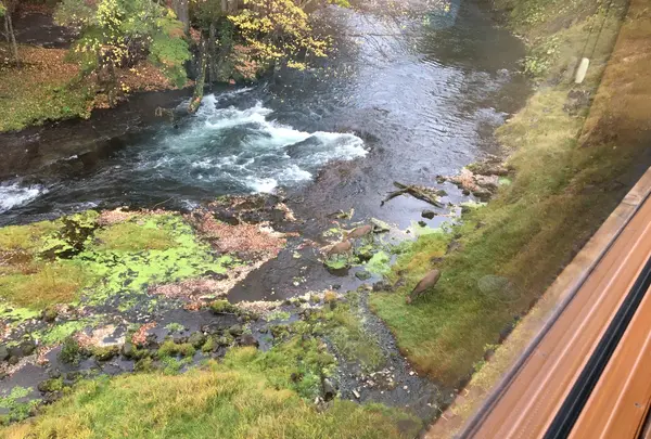 カムイの湯 ラビスタ阿寒川の写真・動画_image_1002896