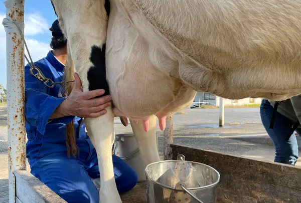 マザー牧場グランピング受付の写真・動画_image_1006297