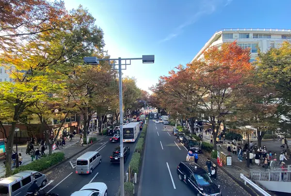 表参道　ケヤキ並木の写真・動画_image_1008335