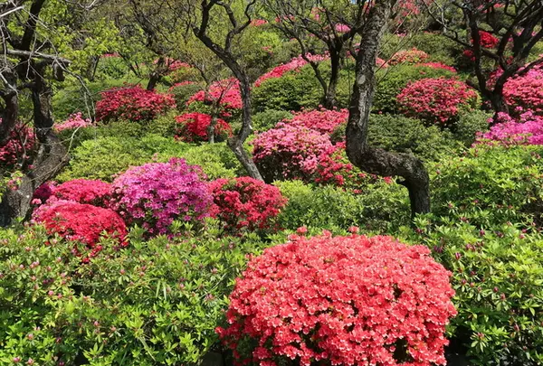 4月　池上梅園　つつじ