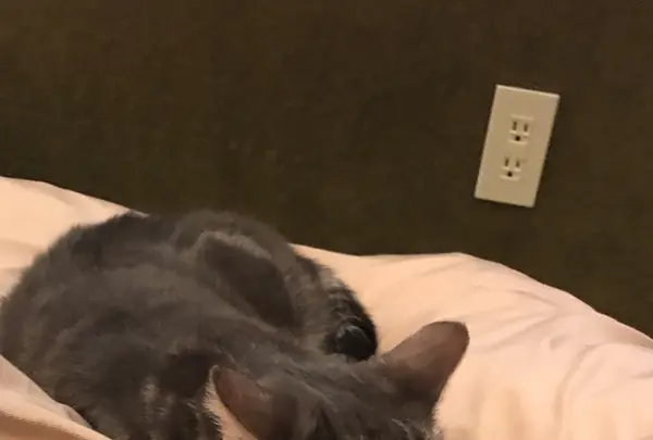 猫カフェ MoCHA（モカ）秋葉原店の写真・動画_image_1044480