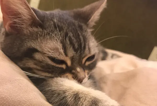 猫カフェ MoCHA（モカ）秋葉原店の写真・動画_image_1044481