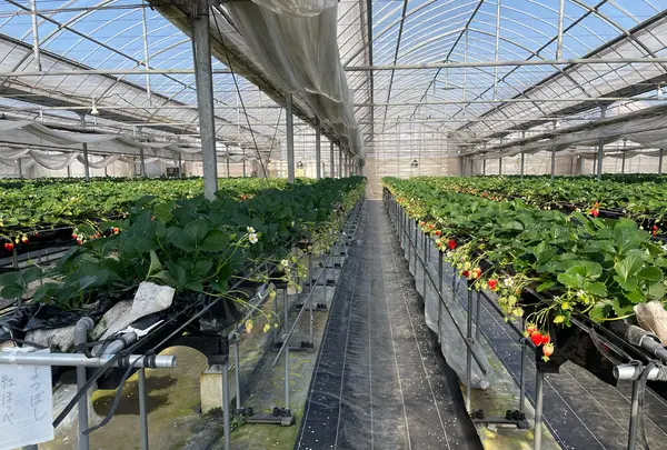 いちご家のむのむの写真・動画_image_1050162