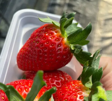 いちご家のむのむの写真・動画_image_1050163