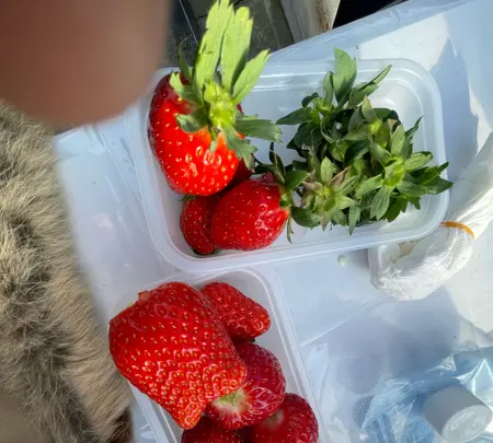 いちご家のむのむの写真・動画_image_1050164