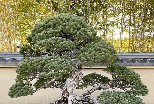 大宮盆栽美術館の写真・動画_image_1065193