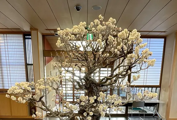 大宮盆栽美術館の写真・動画_image_1065194