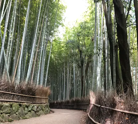 嵐山 竹林の小径の写真・動画_image_1065542