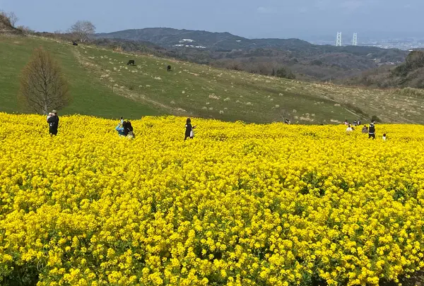 あわじ花さじきの写真・動画_image_1082277