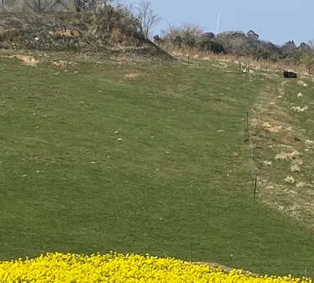 あわじ花さじきの写真・動画_image_1082279