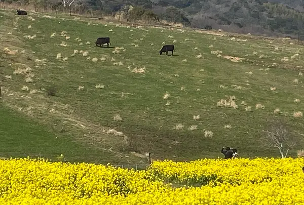 あわじ花さじきの写真・動画_image_1082280