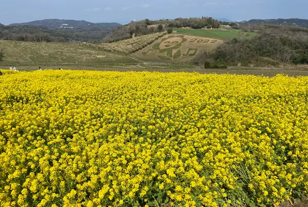 あわじ花さじきの写真・動画_image_1082281