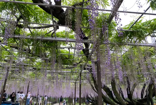 岡崎公園の藤棚の写真・動画_image_1083914