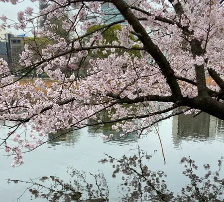 上野恩賜公園（上野公園）の写真・動画_image_1084909