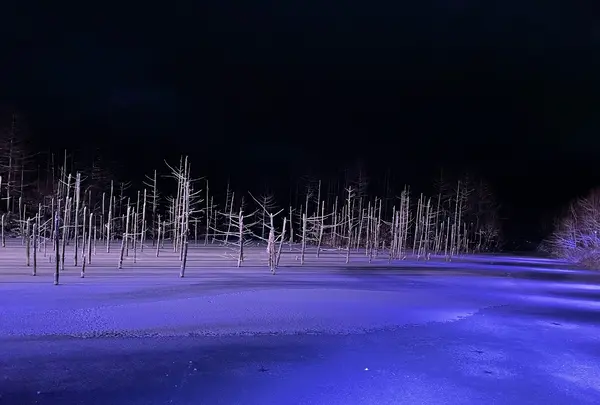 白金青い池の写真・動画_image_1085533