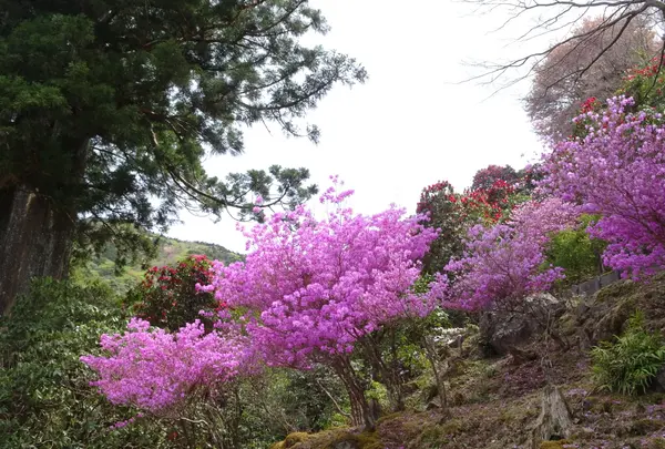 天城グリーンガーデンの写真・動画_image_1093851