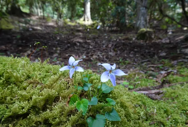 天城グリーンガーデンの写真・動画_image_1093852