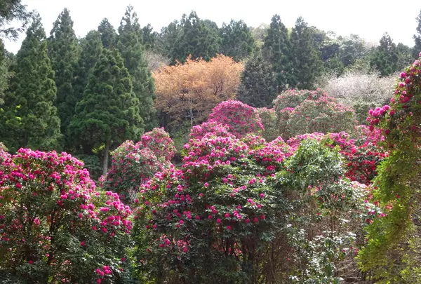 天城グリーンガーデンの写真・動画_image_1093853