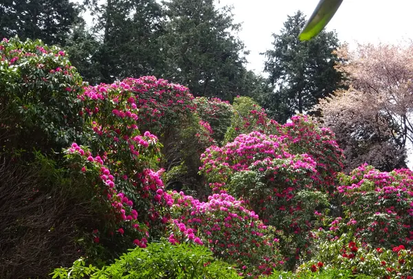 天城グリーンガーデンの写真・動画_image_1093854