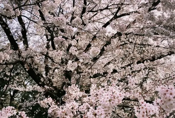 清澄庭園の写真・動画_image_1110173