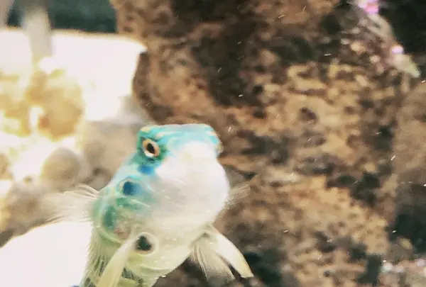 ニフレルの写真・動画_image_1110205