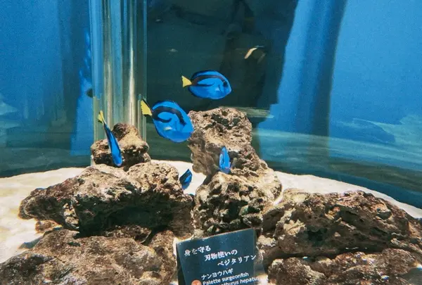 ニフレルの写真・動画_image_1110208