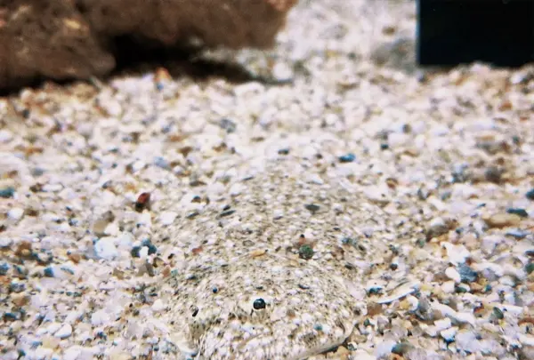 ニフレルの写真・動画_image_1110209