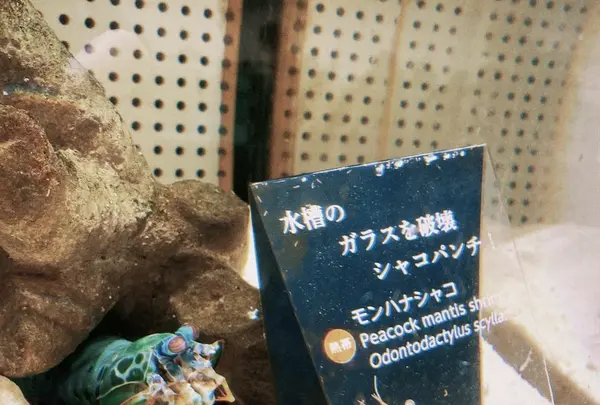 ニフレルの写真・動画_image_1110212