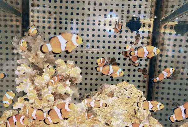 ニフレルの写真・動画_image_1110213