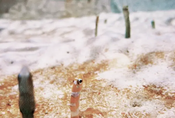 ニフレルの写真・動画_image_1110214