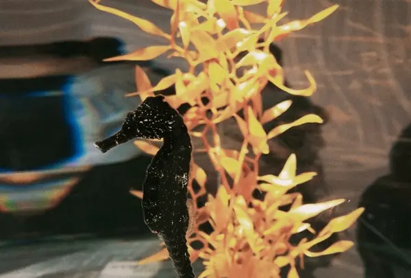 ニフレルの写真・動画_image_1110219