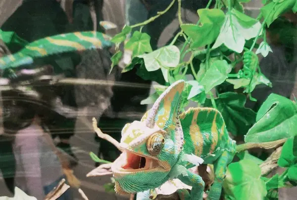 ニフレルの写真・動画_image_1110220