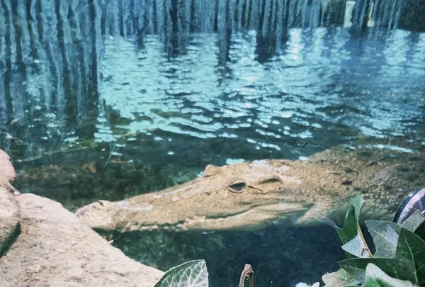 ニフレルの写真・動画_image_1110223