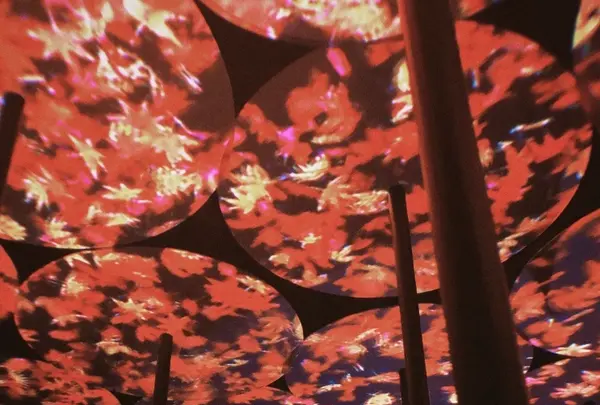 【閉業】森ビルデジタルアートミュージアム：エプソン チームラボボーダレス（MORI Building Digital Art Museum: EPSON teamLab Borderless）の写真・動画_image_1110756