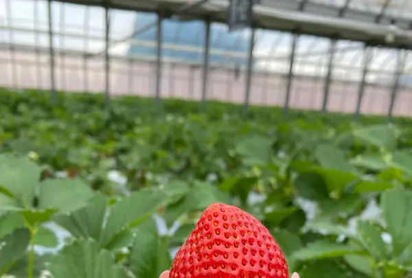 駅チカ イチゴ園 GREENPEACE（グリーンピース）の写真・動画_image_1115709