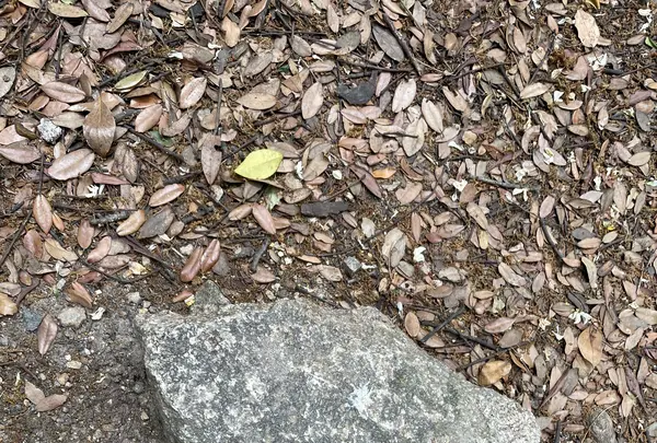 龍神橋の写真・動画_image_1118254